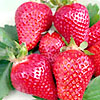 Strawberry Alinta